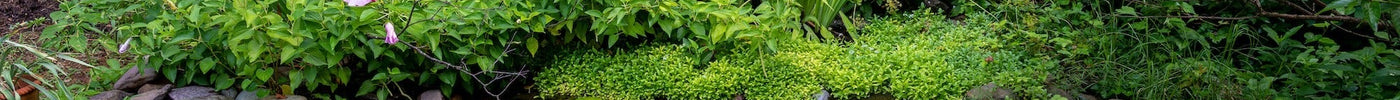 Balanced Pond Planting Guide