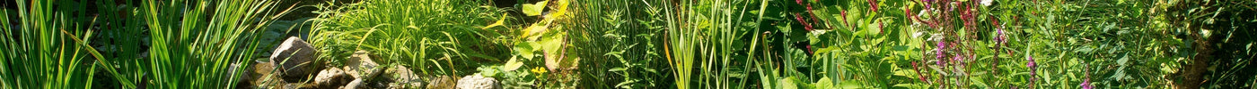 Pond Planting Zones Guide