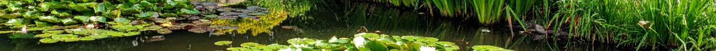 How Many Pond Plants Do I Need?