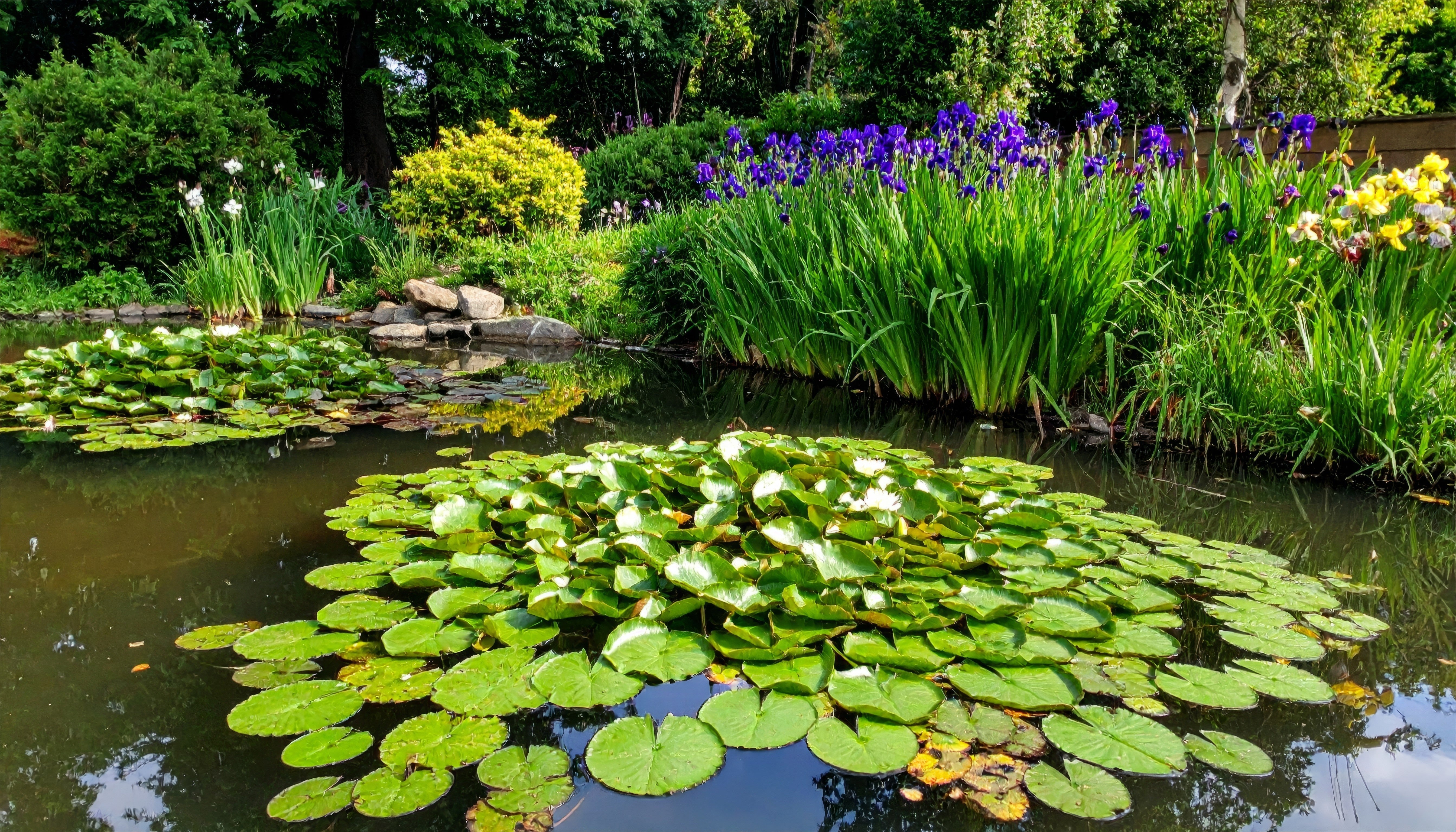 How Many Pond Plants Do I Need?