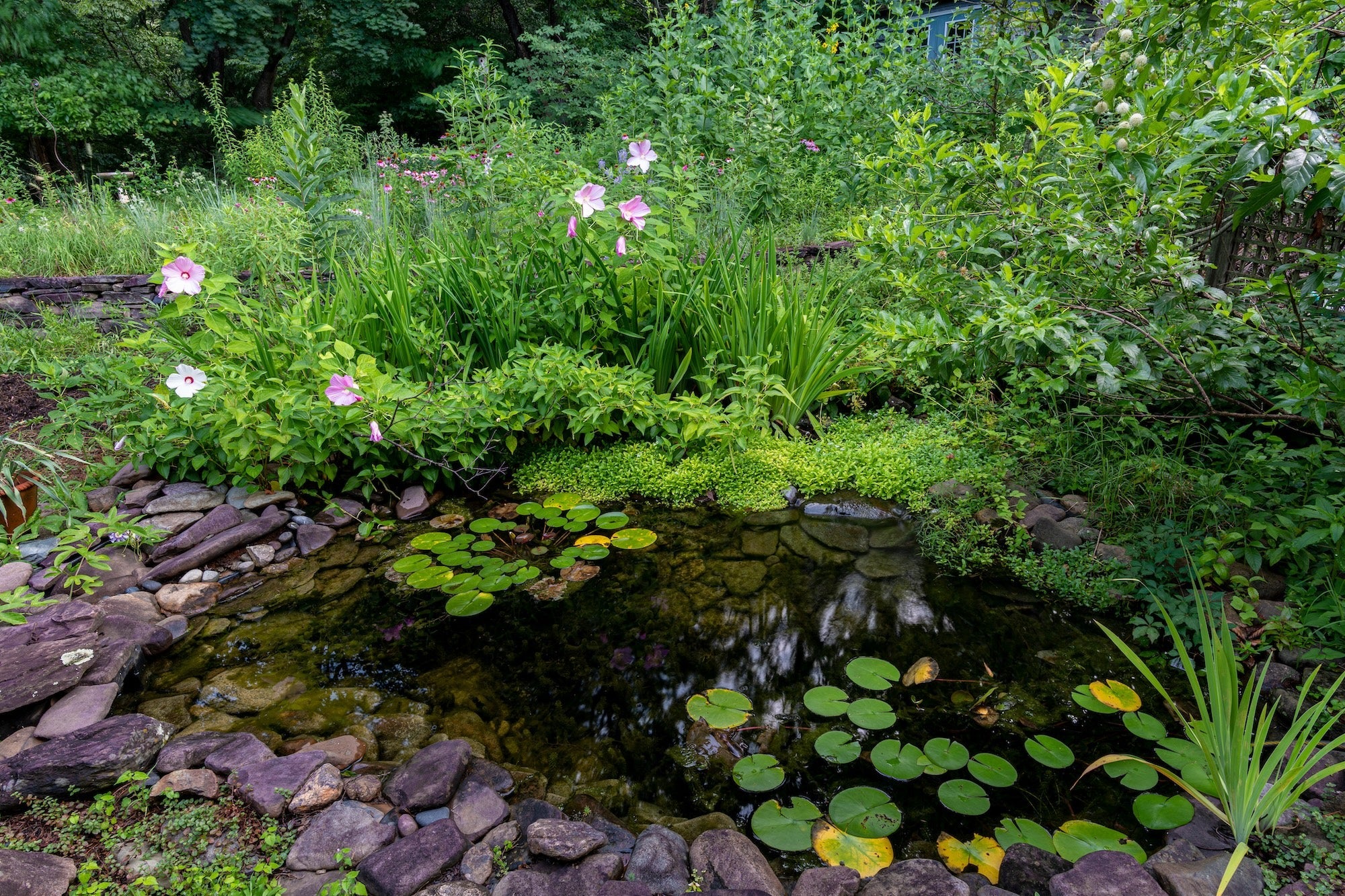 Balanced Pond Planting Guide
