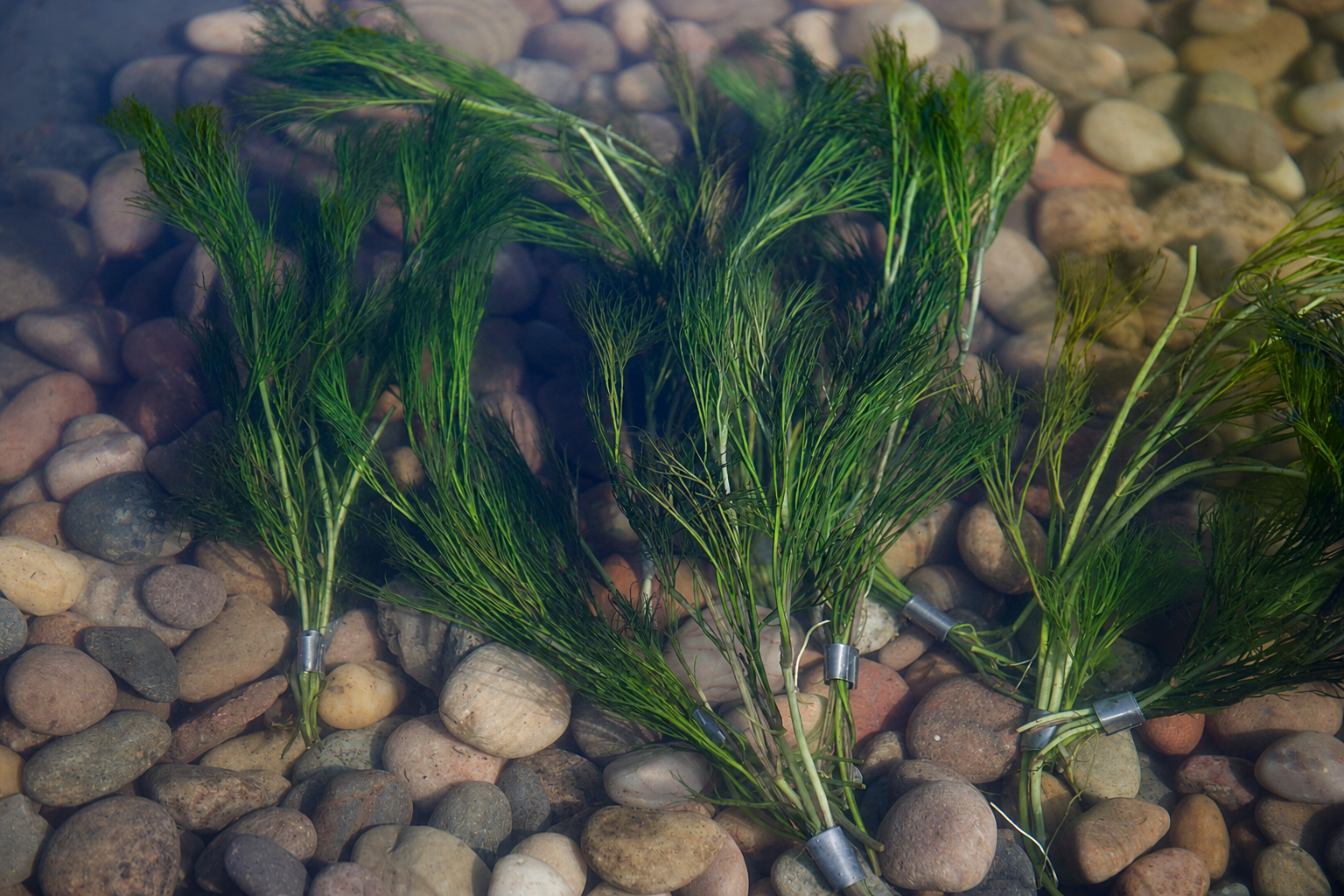 Oxygenating Plants Guide: Weighted, Free-Floating and Potted Oxygenators