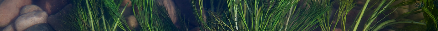 Oxygenating Plants Guide: Weighted, Free-Floating and Potted Oxygenators