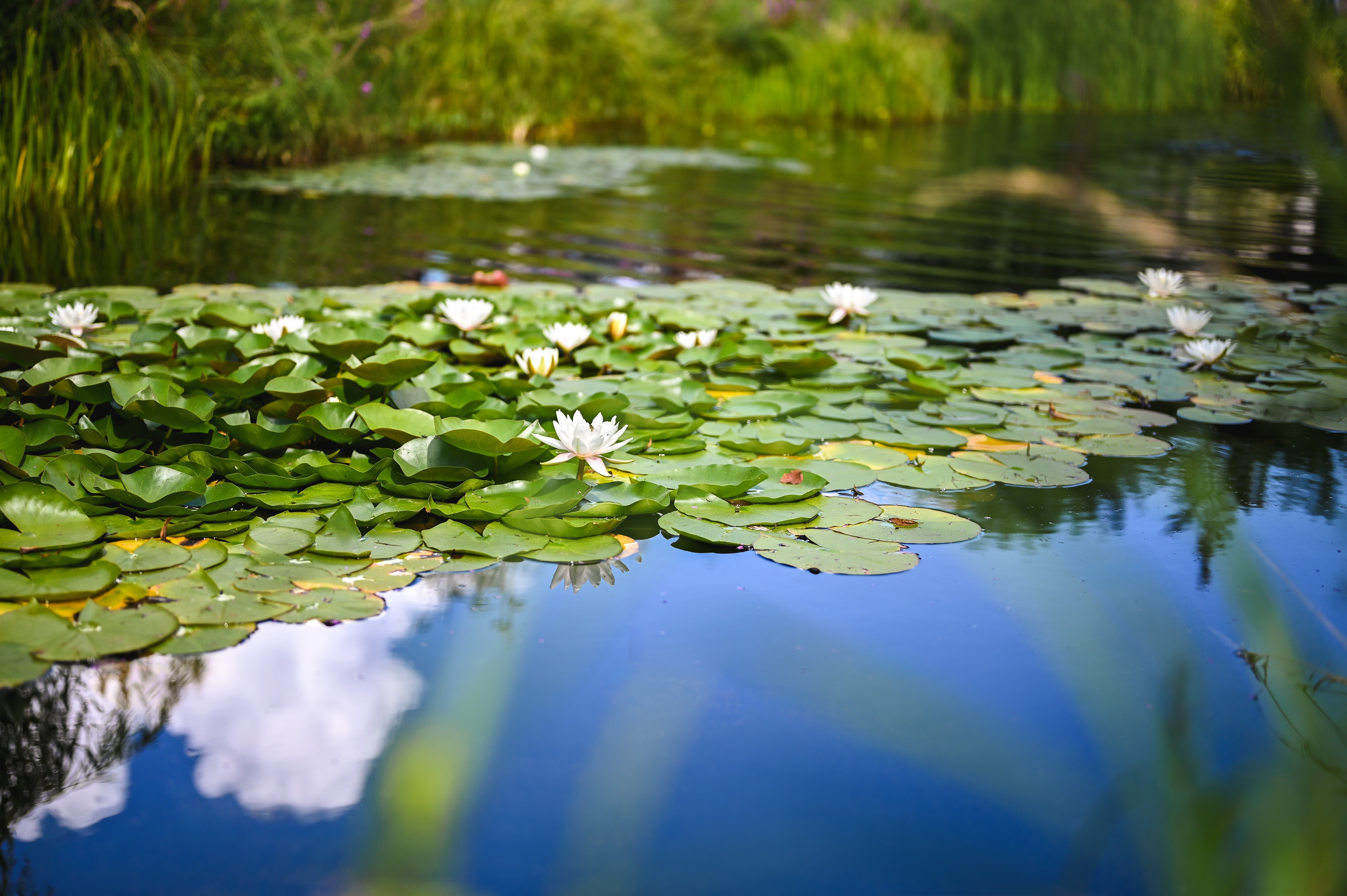 Deep Water Planting Guide