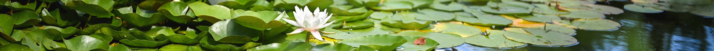 Deep Water Planting Guide