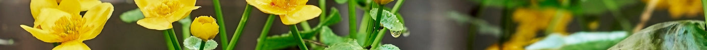 Receiving and Caring for Your Pond Plants