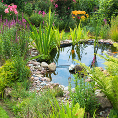 Garden pond showing extensive marginal planting scheme