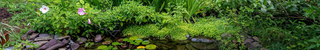 Pond Plant Kits by Pond Size