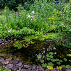 Collection image for: Pond Plant Kits by Pond Size