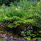 Pond Plant Kits by Pond Size