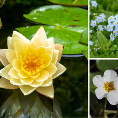 Collection image for: Plant Collections