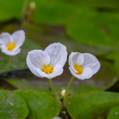 Collection image for: Floating Plants