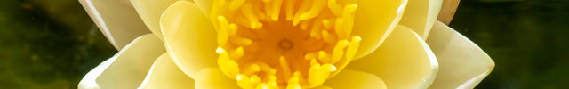 Miniature Water Lilies