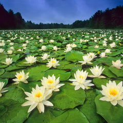 Collection image for: Water Lilies