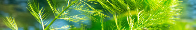 Oxygenating Pond Plants - Weighted Bunches