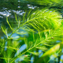 Collection image for: Oxygenating Pond Plants - Weighted Bunches