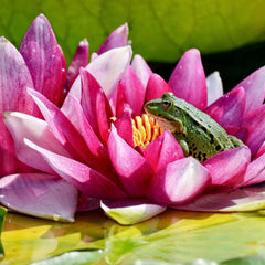 A frog sitting in a lily