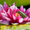 A frog sitting in a lily