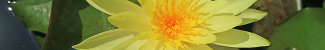 Medium Water Lilies