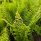 Ferns