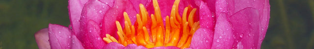 Small Water Lilies