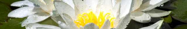 Large Water Lilies