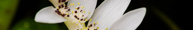 Deep Water Pond Plants