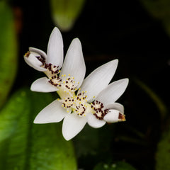 Collection image for: Deep Water Pond Plants