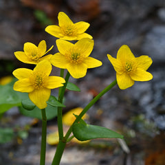 Collection image for: Marginals