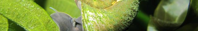 Molluscs