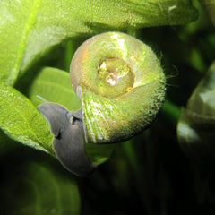 Collection image for: Molluscs