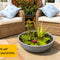Mini Pond Kits