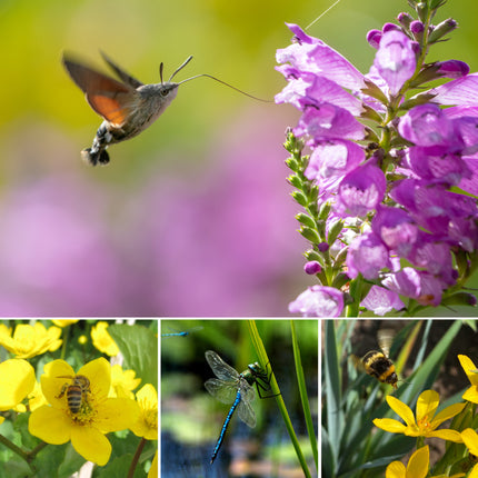 Wildlife Pond Plant Kit for Ponds up to 0.5m² | Grower’s Choice