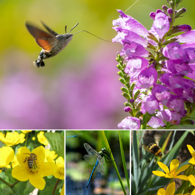 Wildlife Pond Plant Kit for Ponds up to 0.5m² | Grower’s Choice
