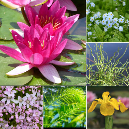 Mini Pond Plant Kit for Ponds up to 0.5m²