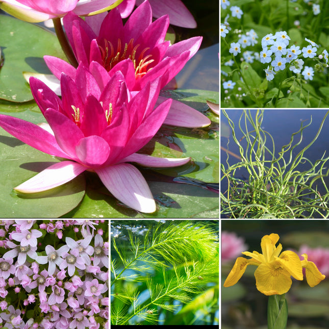 Mini Pond Plant Kit for Ponds up to 0.5m²