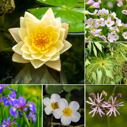 Mini Pond Plant Kit for ponds up to 1m²