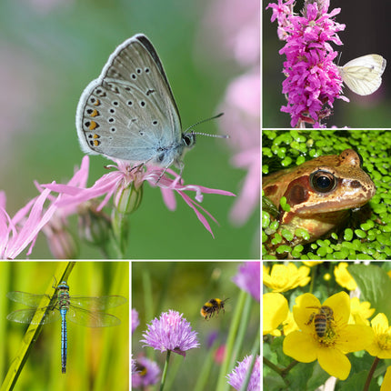 Wildlife Pond Plant Kit for Ponds up to 1m² | Grower’s Choice