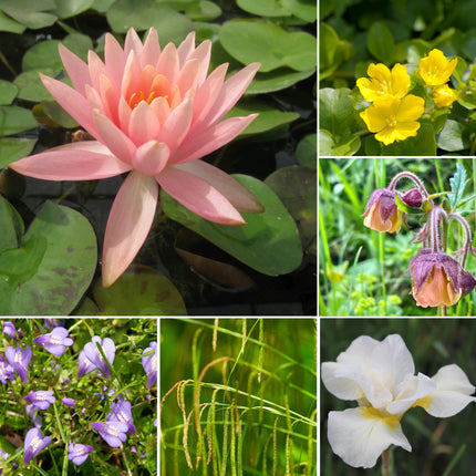 Small Pond Plant Kit for Ponds up to 2m²