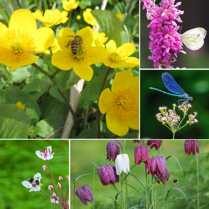 Wildlife Pond Plant Kit for Ponds up to 2m² | Grower’s Choice