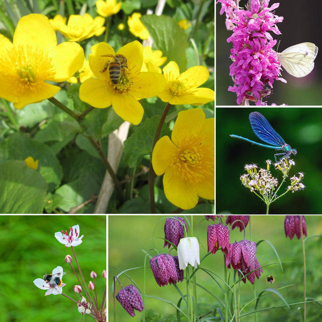 Wildlife Pond Plant Kit for Ponds up to 2m² | Grower’s Choice