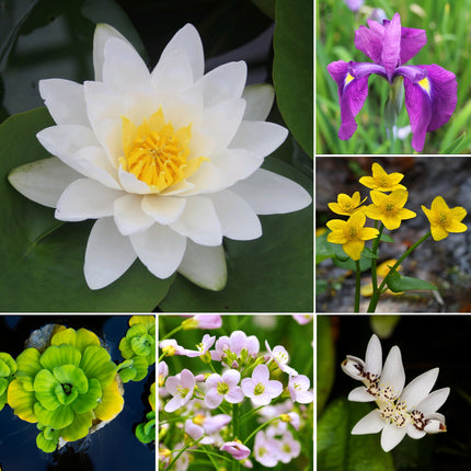 Small Pond Plant Kit for Ponds up to 3m²