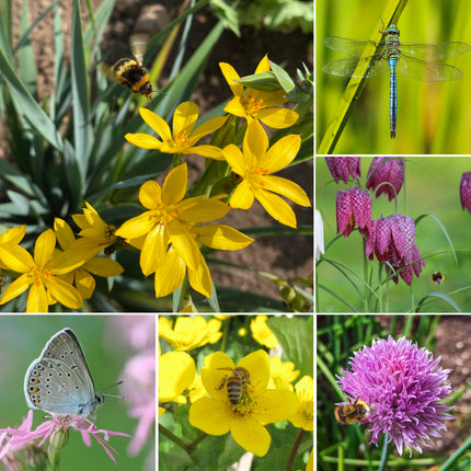 Wildlife Pond Plant Kit for Ponds up to 3m² | Grower’s Choice