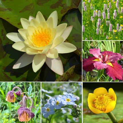 Medium Pond Plant Kit for Ponds up to 4m²