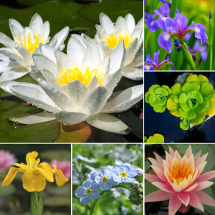 Medium Pond Plant Kit for Ponds up to 5m²