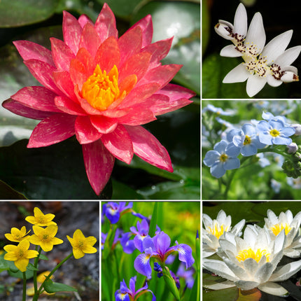 Large Pond Plant Kit for Ponds up to 6m²