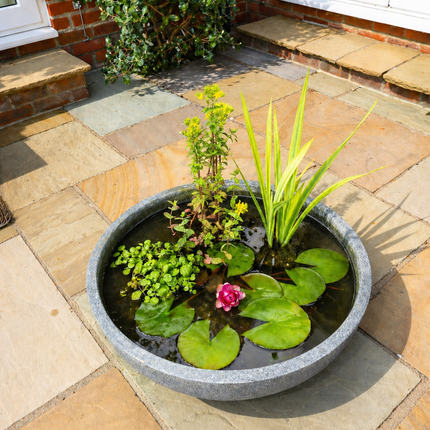 Mini Pond and Dwarf Lily Kit