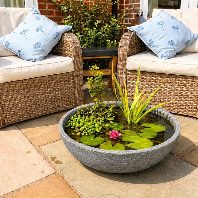 Mini Pond and Dwarf Lily Kit
