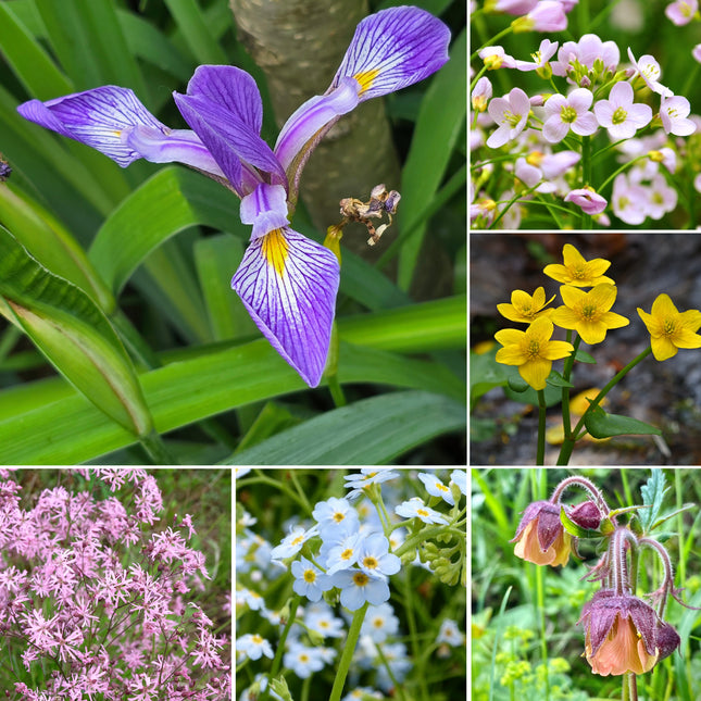 Colourful Marginal Pond Plant Kit – 4 x 3 Litre | Grower’s Choice