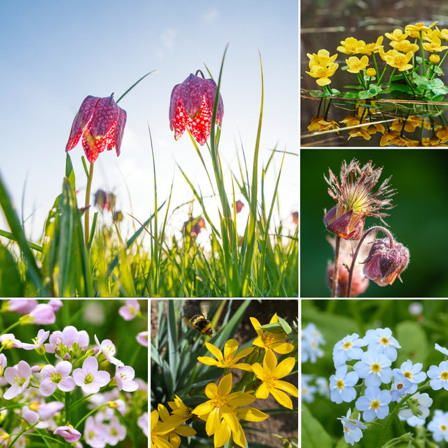 Colourful Marginal Pond Plant Kit – 6 x 9cm | Grower’s Choice
